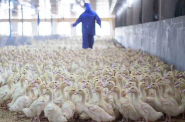 Eastern Shore Bird Flu Outbreak 4 Farms Hit, Officials Stress Outbreak Is Manageable