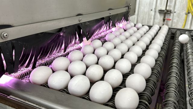 Egg Prices Climb Amid Bird Flu Crisis, Experts Warn of Continued Impact