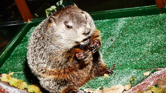 New York’s Groundhog Steals the Spotlight—Phil, Watch Out!