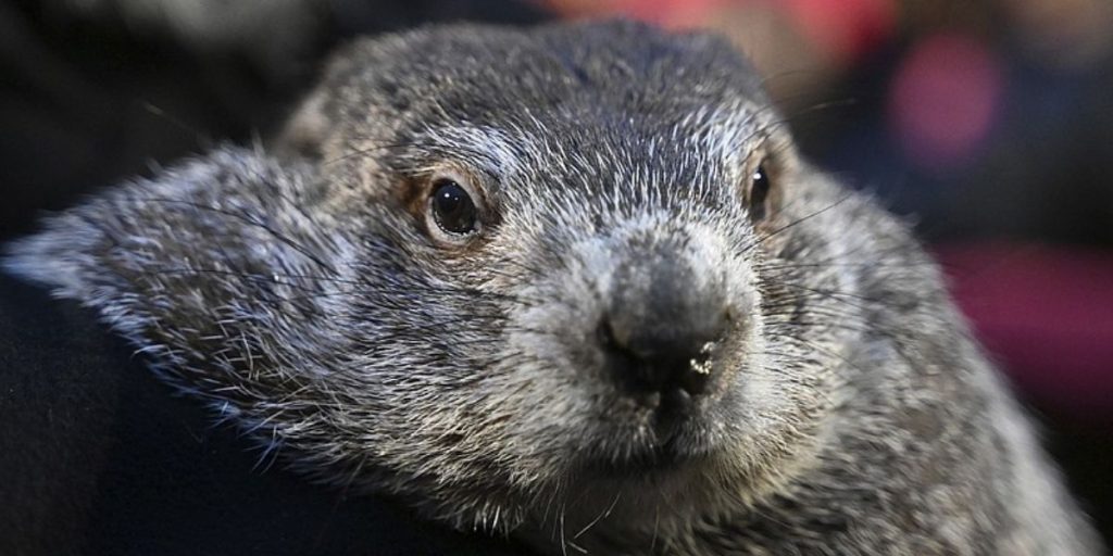 New York’s Groundhog Steals the Spotlight—Phil, Watch Out!