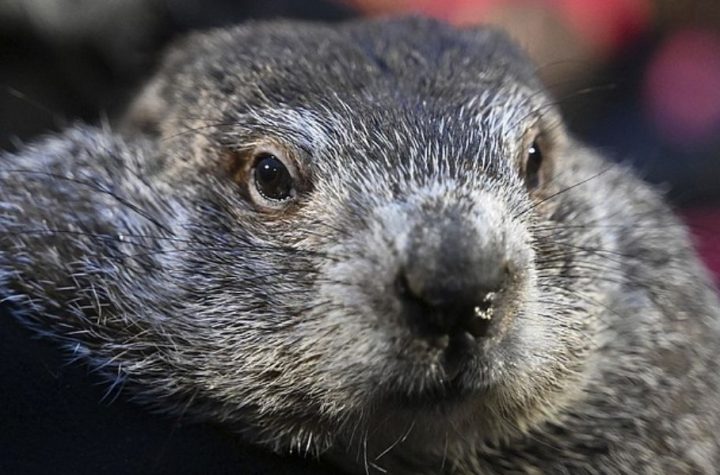 New York’s Groundhog Steals the Spotlight—Phil, Watch Out!