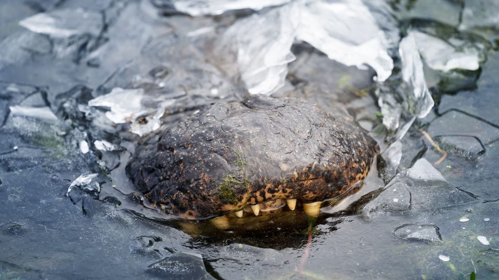 Texas Winter Blast Freezes Alligators: How These Reptiles Survive the Cold