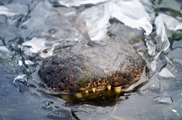 Texas Winter Blast Freezes Alligators: How These Reptiles Survive the Cold