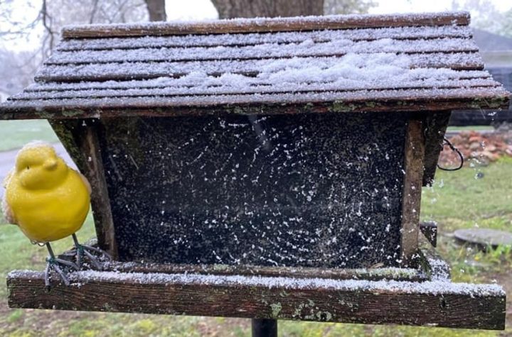 Michigan Experts Warn of Avian Flu Risk from Bird Feeders