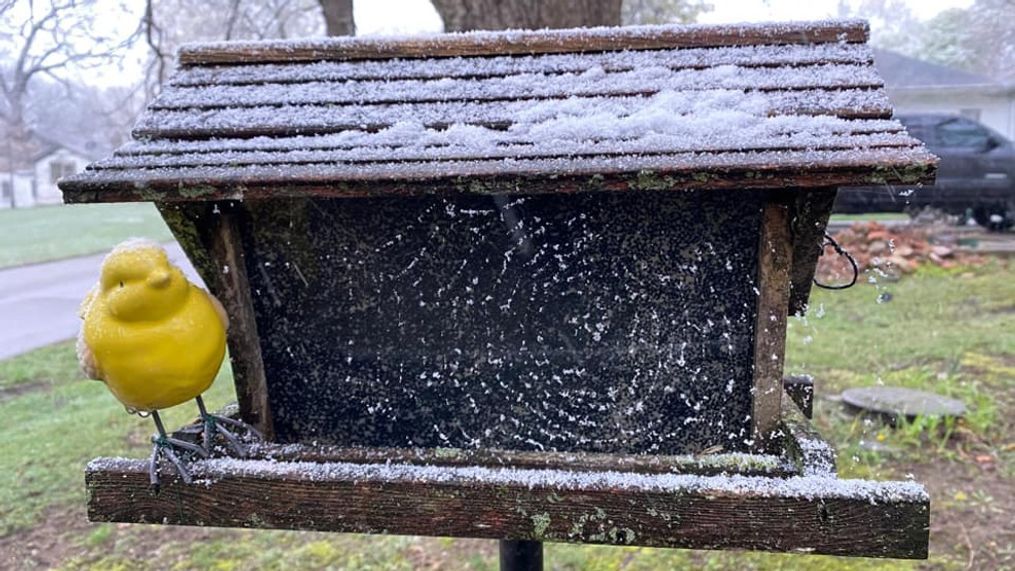 Michigan Experts Warn of Avian Flu Risk from Bird Feeders