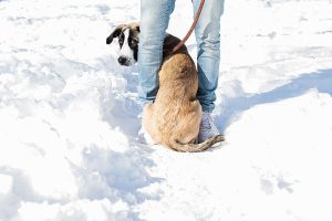 Heroic Michigan Woman Jumps into Freezing Lake Michigan to Save Her Dog