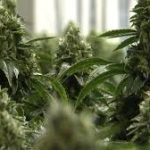 State of Illinois Introduces New Measures to Regulate Cannabis Industry