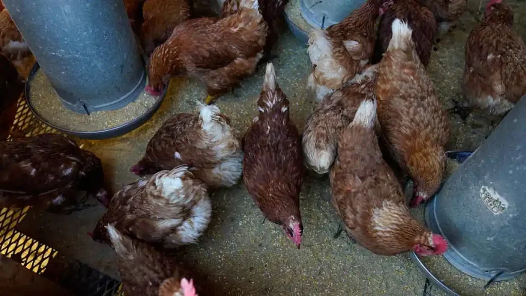 How the Spread of Avian Flu in Michigan Could Affect You and Your Pets