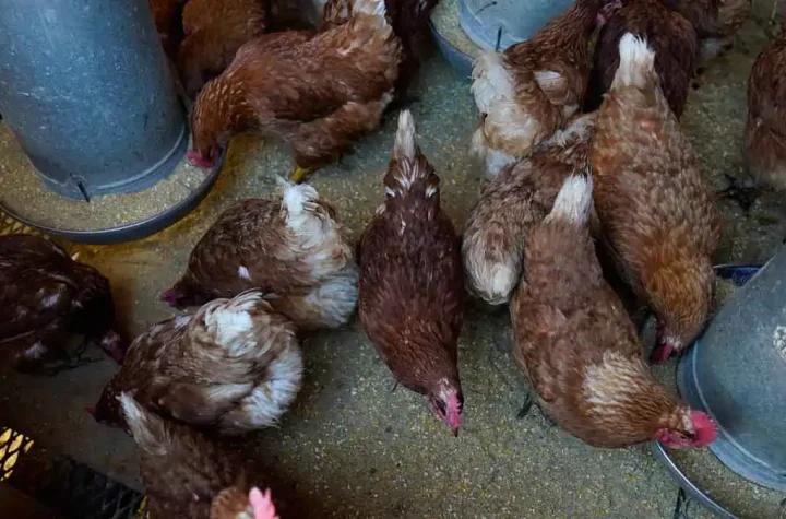 How the Spread of Avian Flu in Michigan Could Affect You and Your Pets