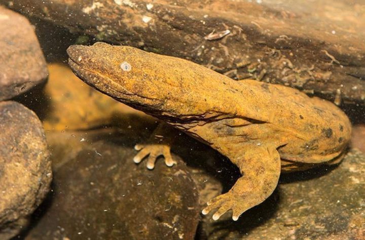 Eastern Hellbender Proposed for Endangered Status After Long Conservation Battle