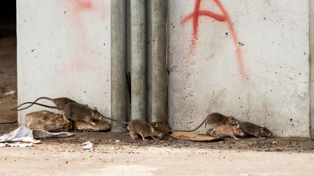 Rats Spotted in DC Gym Some Residents Claim to Have Seen Them Running Around