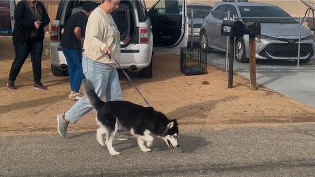 59 Dogs Saved from California House of Horrors Thanks to Animal Advocate's Tip