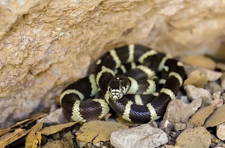 California’s Snakes-Infested Discover Which Towns Are Most Prone to Slithering Visitors