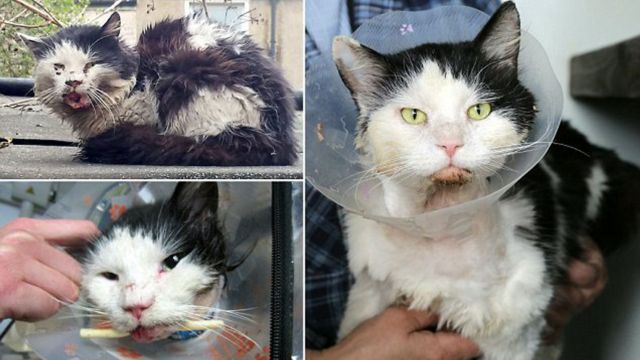 Cat Left with Broken Jaw and Back After Wooden Stool Attack on Manhattan Street