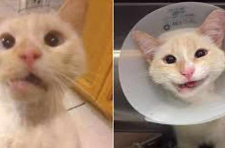 Cat Left with Broken Jaw and Back After Wooden Stool Attack on Manhattan Street