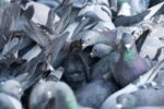 Iowa’s Pigeon Feeder Law These 3 Counties Are Affected by the New Regulation