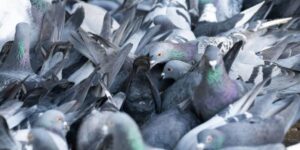 Iowa’s Pigeon Feeder Law These 3 Counties Are Affected by the New Regulation