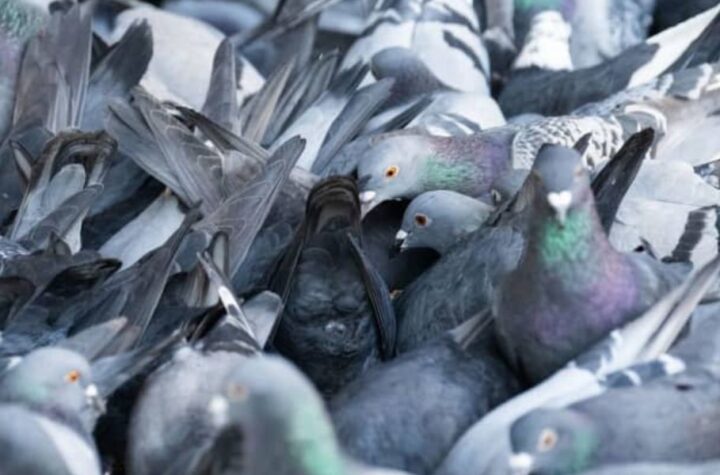 Iowa’s Pigeon Feeder Law These 3 Counties Are Affected by the New Regulation