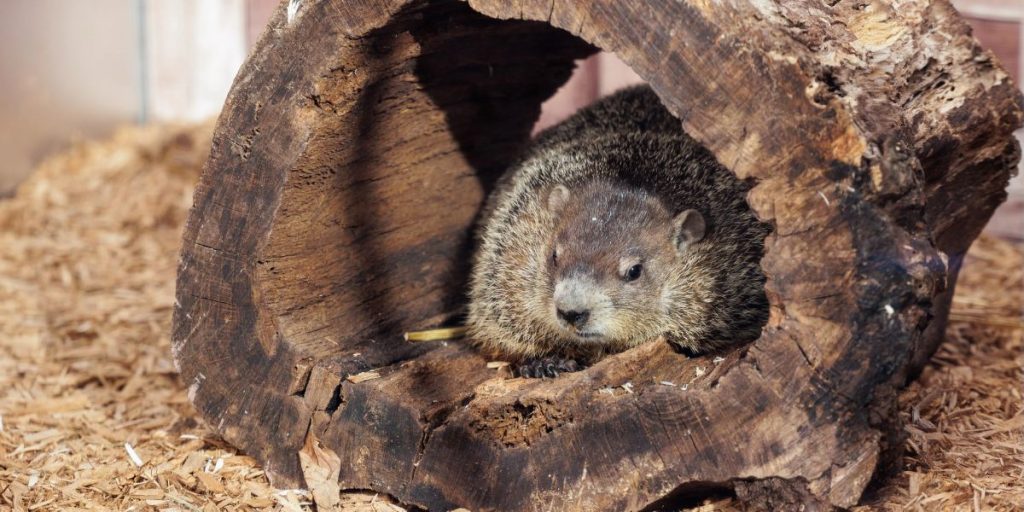 Is It True Affected! Groundhog Day 2025 in Staten Island The Prediction, Shadow, and How to Watch