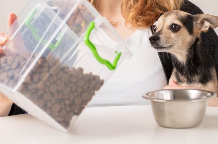 New Jersey’s New Pet Feeder Law What All Pet Owners Must Know