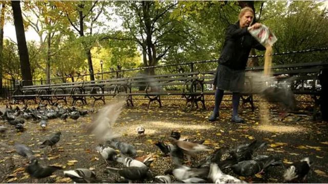 New York’s 5 Pigeon Feeder Law Where to Observe This Unusual Phenomenon