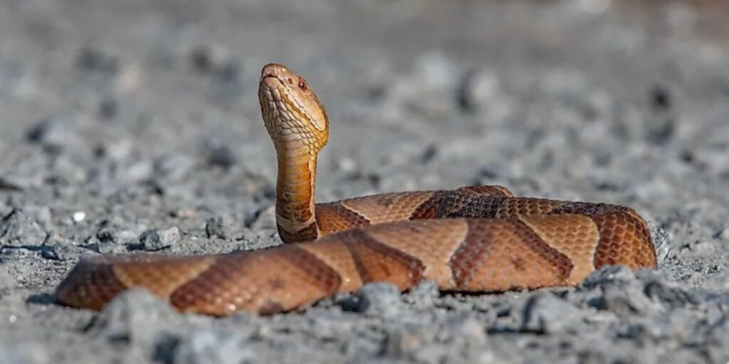 Pennsylvania's Most Snake-Infested Areas Exposed - Is Your Town on the List