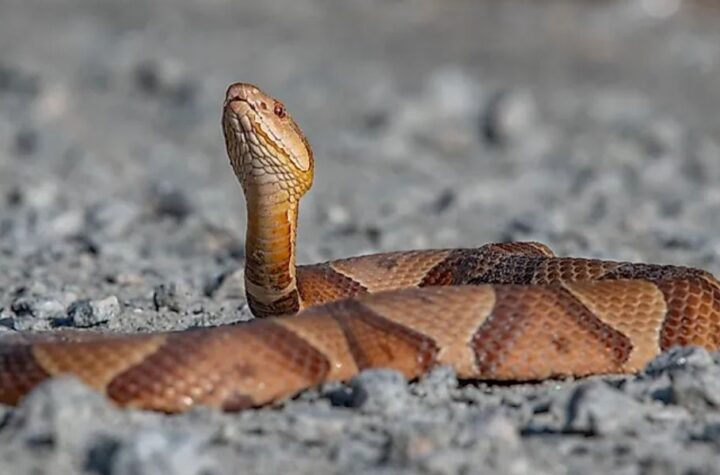 Pennsylvania's Most Snake-Infested Areas Exposed - Is Your Town on the List