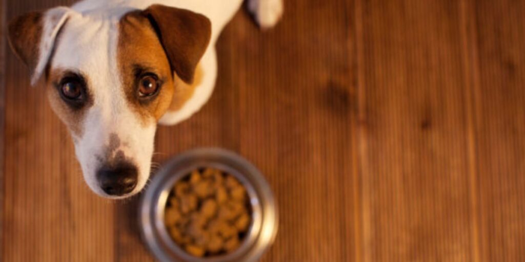 Pet Owners in New York Key Details About the New Feeder Law