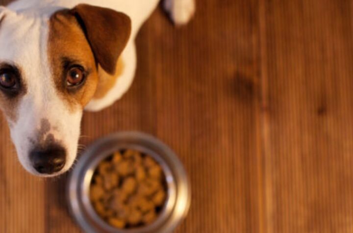 Pet Owners in New York Key Details About the New Feeder Law