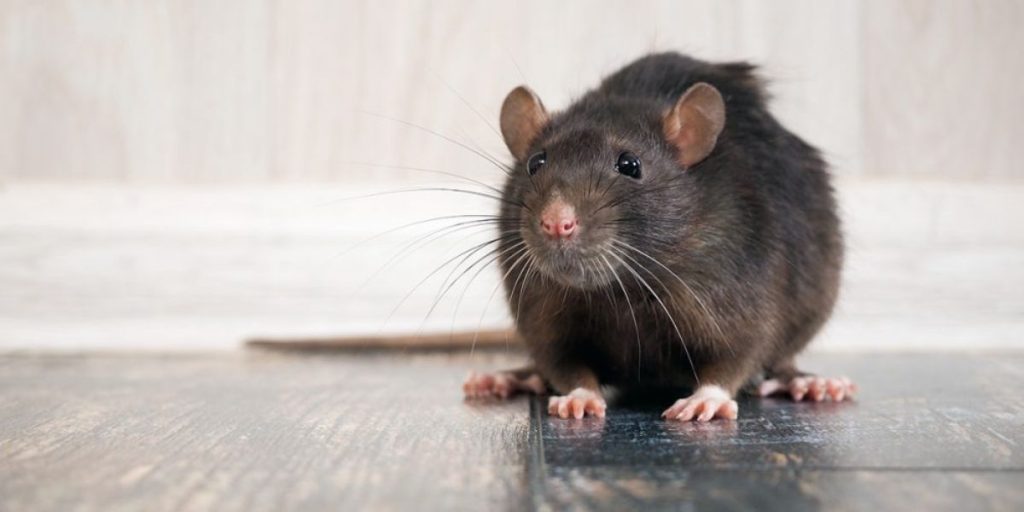 Rats Spotted in DC Gym Some Residents Claim to Have Seen Them Running Around