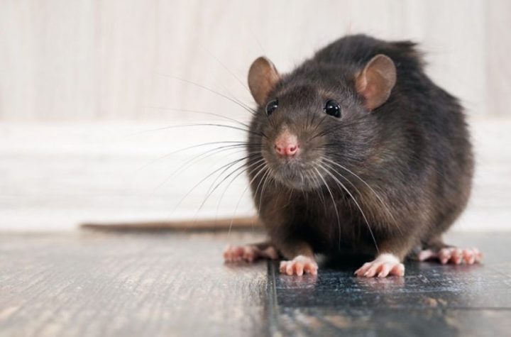 Rats Spotted in DC Gym Some Residents Claim to Have Seen Them Running Around