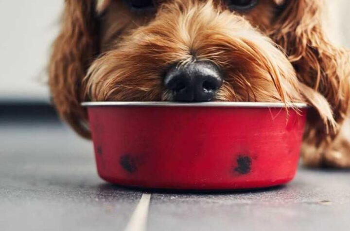 Understanding Arkansas's New Pet Feeder Law A Must-Read for Pet Owners