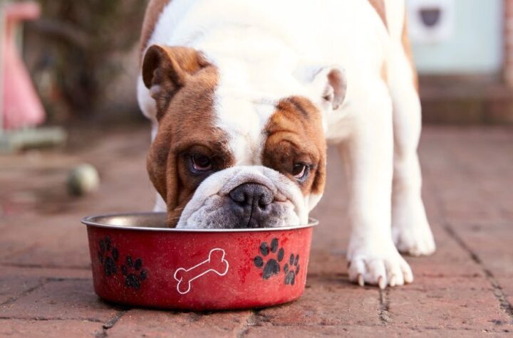 Understanding Iowa’s New Pet Feeder Law A Must-Read for Pet Owners