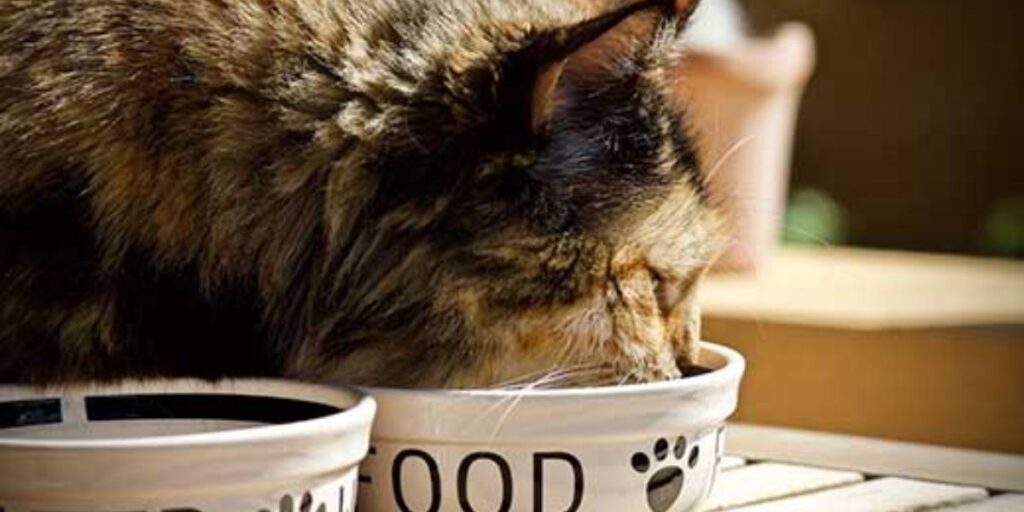 Understanding Kansas’s New Pet Feeder Law A Must-Read for Pet Owners