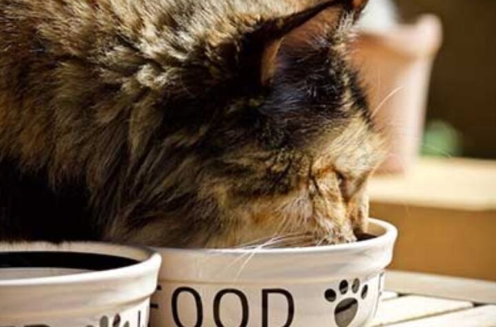 Understanding Kansas’s New Pet Feeder Law A Must-Read for Pet Owners