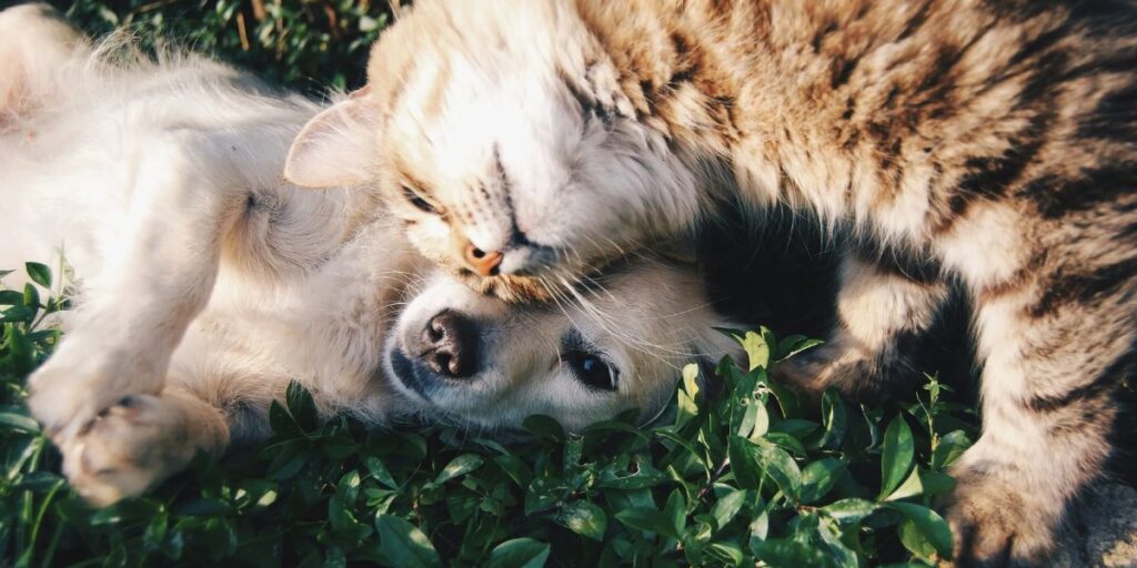 Understanding Nebraska’s New Pet Feeder Law A Must-Read for Pet Owners