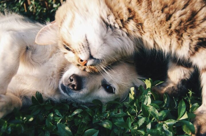 Understanding Nebraska’s New Pet Feeder Law A Must-Read for Pet Owners