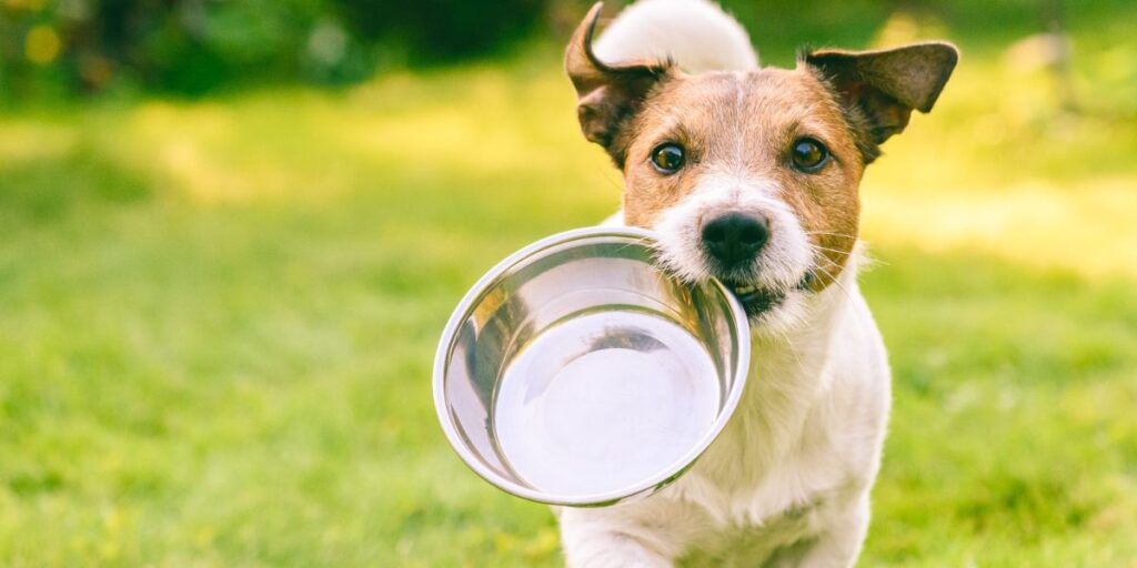 Understanding North Carolina’s New Pet Feeder Law A Must-Read for Pet Owners