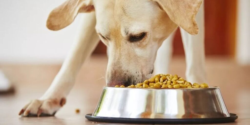 Understanding North Carolina’s New Pet Feeder Law A Must-Read for Pet Owners