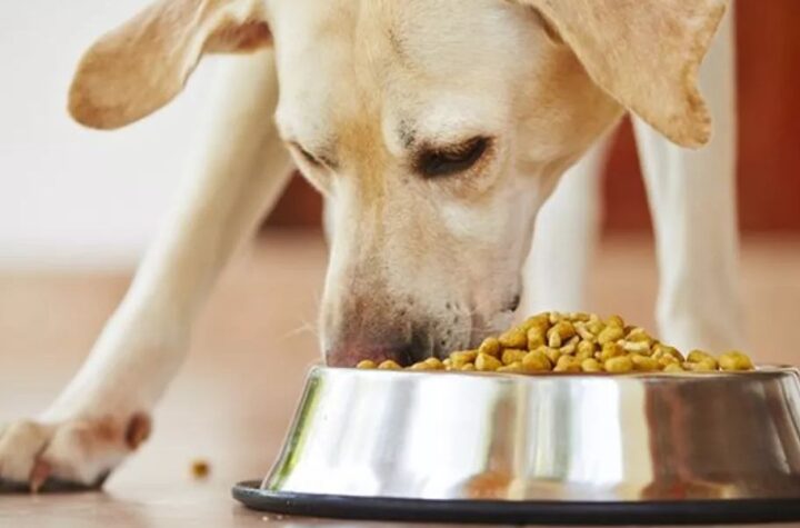 Understanding North Carolina’s New Pet Feeder Law A Must-Read for Pet Owners