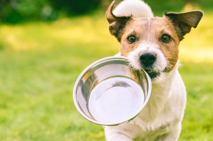 Understanding North Carolina’s New Pet Feeder Law A Must-Read for Pet Owners