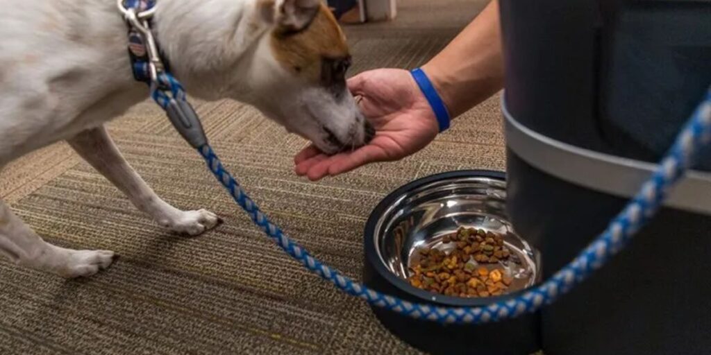 Understanding Oklahoma’s New Pet Feeder Law A Must-Read for Pet Owners