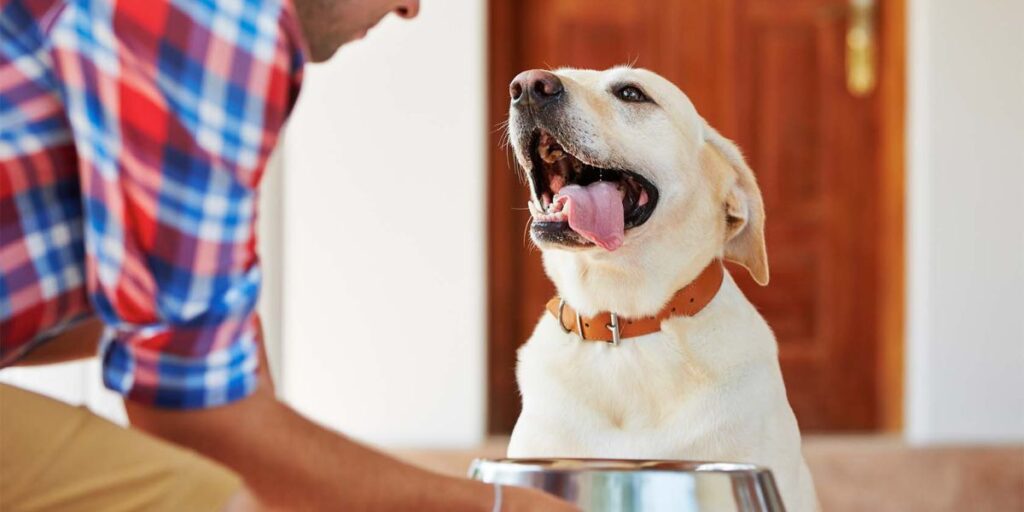 Understanding Pennsylvania's New Pet Feeder Law A Must-Read for Pet Owners