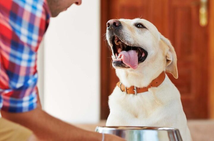 Understanding Pennsylvania's New Pet Feeder Law A Must-Read for Pet Owners