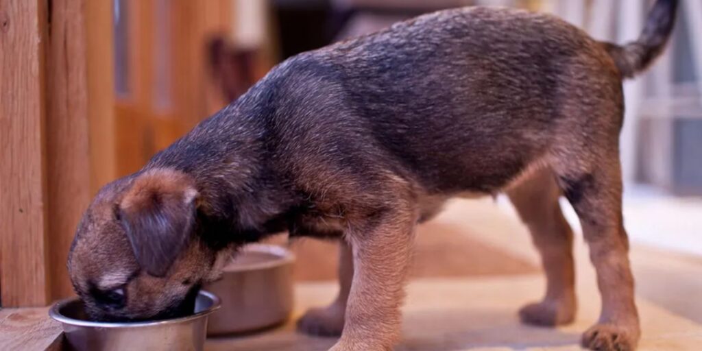 Understanding Wisconsin’s New Pet Feeder Law A Must-Read for Pet Owners