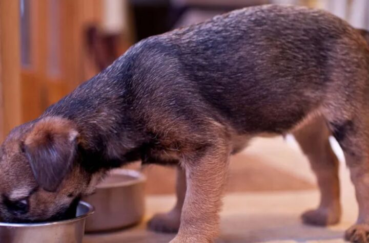 Understanding Wisconsin’s New Pet Feeder Law A Must-Read for Pet Owners