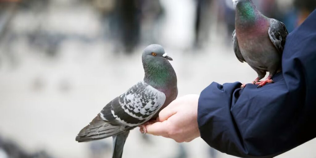Understanding the 5 Pigeon Feeder Law Top Locations to See It in Washington and How