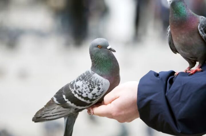 Understanding the 5 Pigeon Feeder Law Top Locations to See It in Washington and How