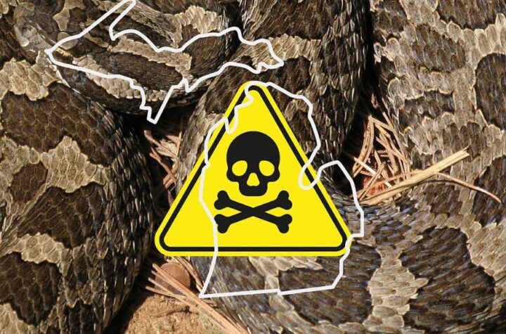 Watch Soon! These Are Michigan's Most Snake-Infested Locations