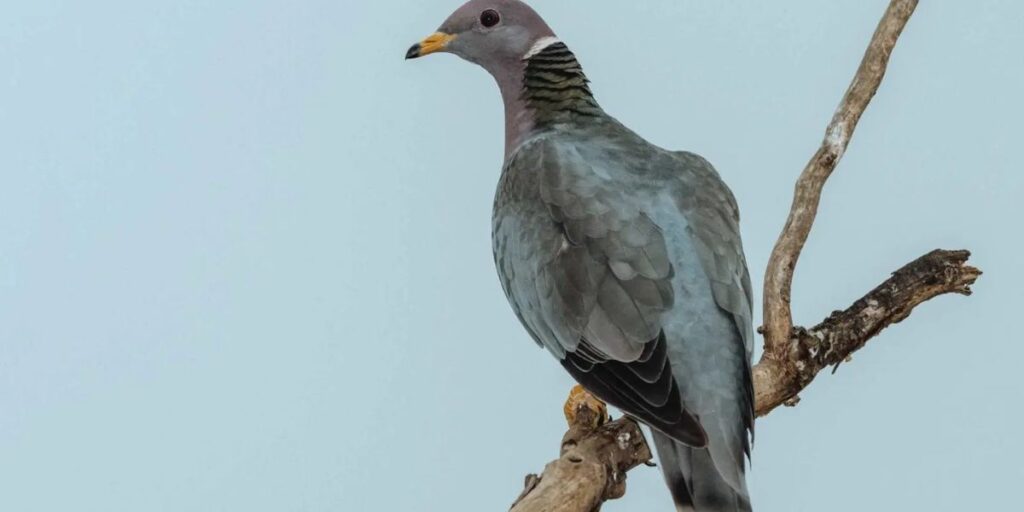 Where to Watch the 5 Pigeon Feeder Law in Action Across California